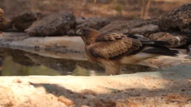 Genç Çizmeli Kartal phale şekil, kuşlar, yırtıcılar, kartallar, Aquila pennata