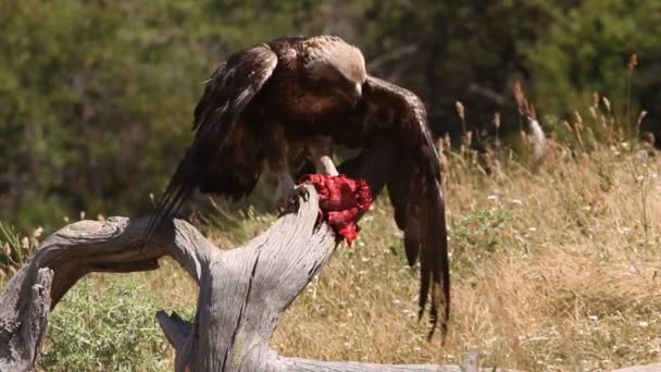 Vuxna Hane Golden Eagle Med Första Ljusen Morgonen Aquila Chrysaetos — Stockvideo