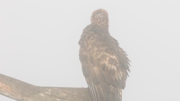 Varón Adulto Águila Dorada Con Las Primeras Luces Mañana Aquila — Vídeo de stock