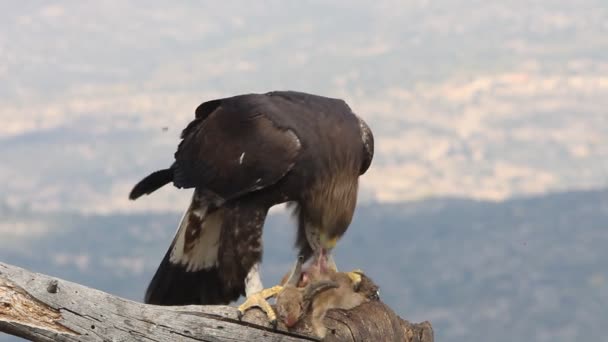 Junges Steinadlerweibchen Mit Den Ersten Lichtern Des Morgens Aquila Chrysaetos — Stockvideo