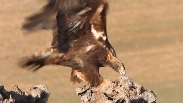 Bărbat Adult Vulturul Aur Primele Lumini Ale Dimineții Aquila Chrysaetos — Videoclip de stoc