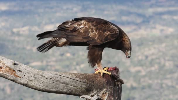 Ενήλικο Αρσενικό Του Χρυσαετού Πρώτα Φώτα Του Πρωινού Aquila Chrysaetos — Αρχείο Βίντεο