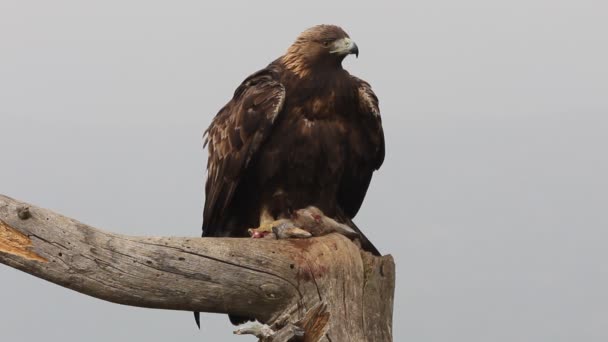 Maschio Adulto Aquila Oro Con Prime Luci Del Mattino Aquila — Video Stock