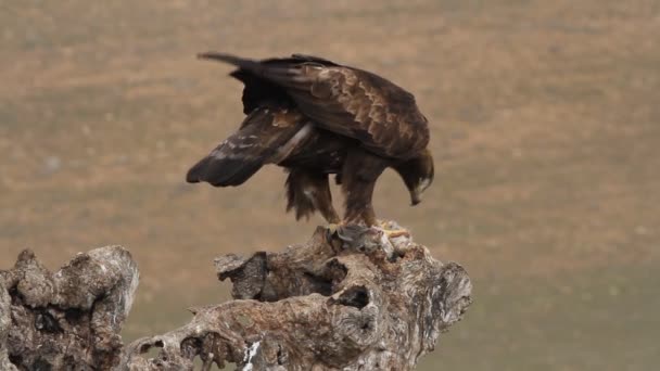 Взрослый Самец Беркута Первыми Огнями Утра Aquila Chrysaetos — стоковое видео