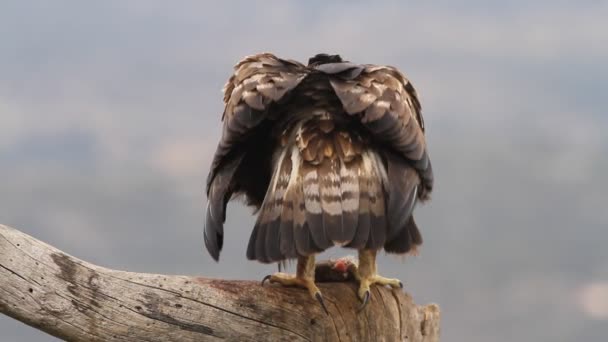 Erwachsenes Männchen Des Steinadlers Mit Den Ersten Lichtern Des Morgens — Stockvideo