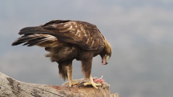 Взрослый Самец Беркута Первыми Огнями Утра Aquila Chrysaetos — стоковое видео