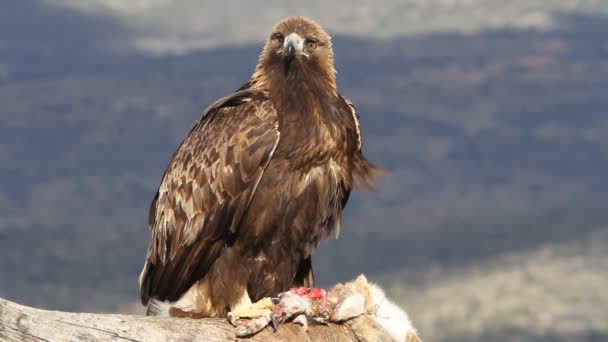 Hembra Adulta Águila Dorada Con Las Primeras Luces Mañana Aquila — Vídeo de stock