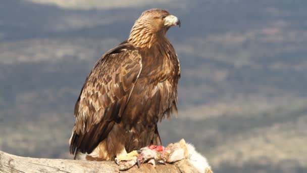 Volwassen Vrouw Van Golden Eagle Met Eerste Lichten Van Ochtend — Stockvideo