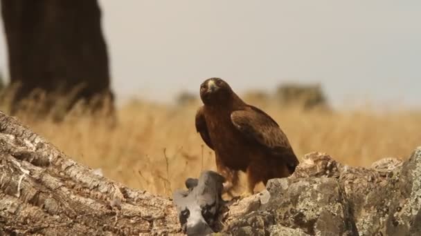 Adult Booted Eagle Donkere Morf Vogels Roofvogels Adelaars Aquila Pennata — Stockvideo