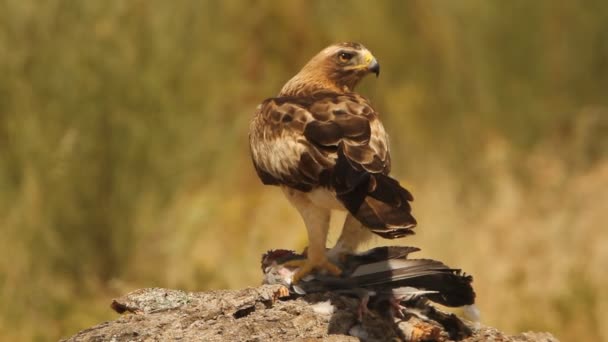 Adult Booted Eagle Phale Morf Fåglar Raptorer Örnar Aquila Pennata — Stockvideo