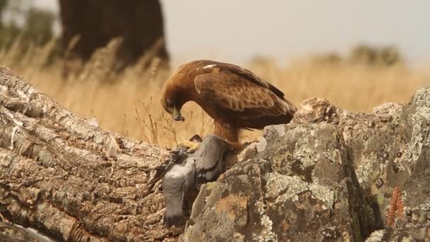 Adulto Booted Eagle Morfo Oscuro Aves Rapaces Águilas Aquila Pennata — Vídeo de stock