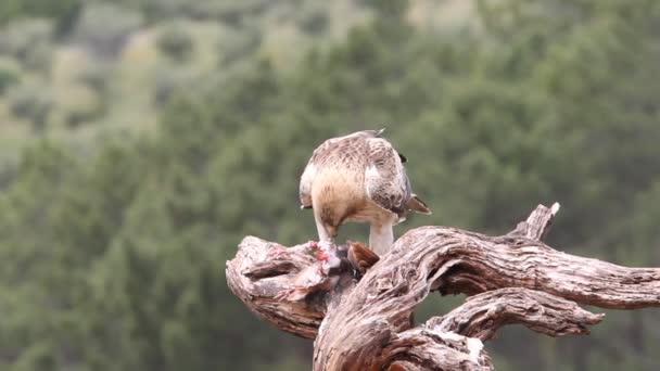 Adult Booted Eagle Phale Morph Birds Raptors Eagles Aquila Pennata — ストック動画