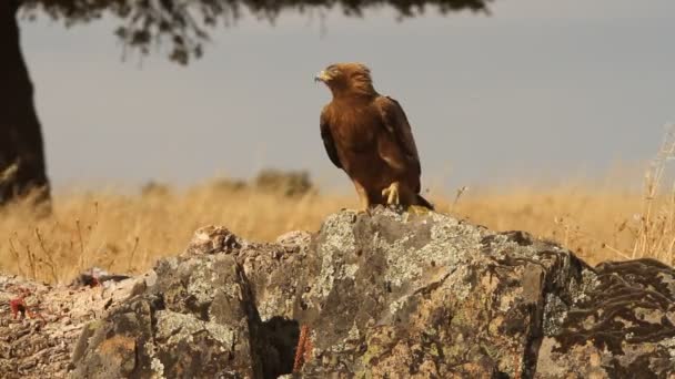 Ενηλίκων Booted Eagle Dark Morph Πουλιά Αρπακτικά Αετοί Aquila Pennata — Αρχείο Βίντεο