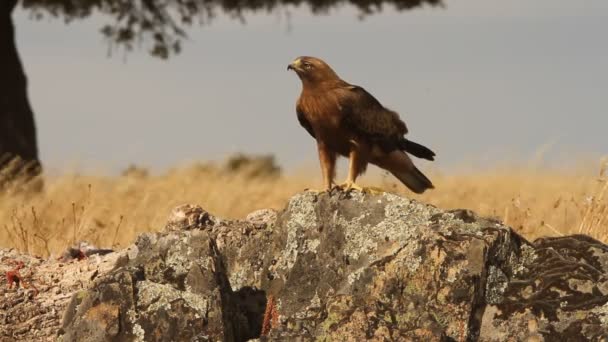 Взрослые Booted Eagle Dark Morph Birds Raptors Felles Aquila Pennata — стоковое видео