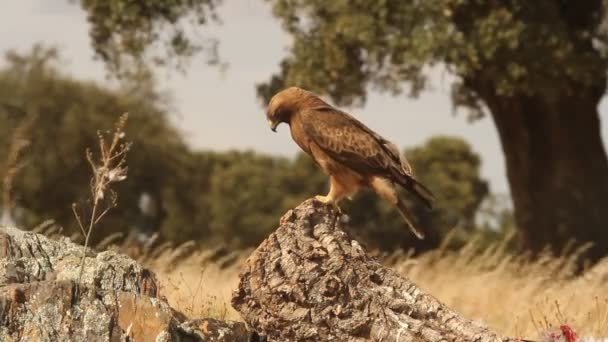 Adulto Booted Eagle Morfo Oscuro Aves Rapaces Águilas Aquila Pennata — Vídeo de stock