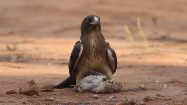 Young Booted Eagle Phale Morph Birds Raptors Eagles Aquila Pennata — Stock Video