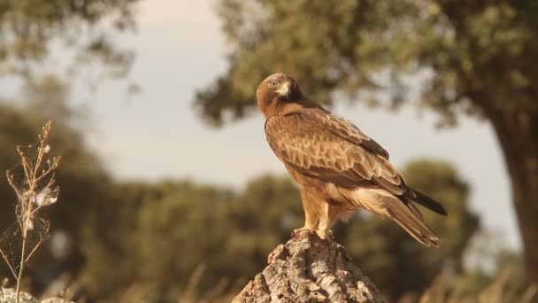 Adult Booted Eagle Dark Morph Birds Raptors Eagles Aquila Pennata — 图库视频影像