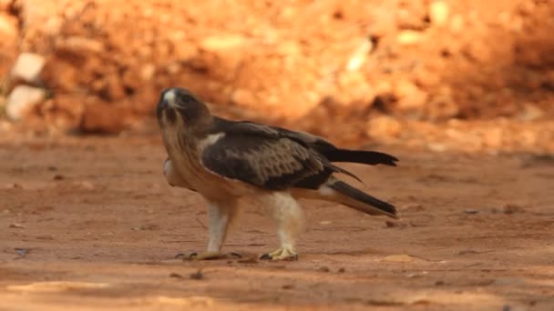 Joven Booted Eagle Phale Morph Aves Rapaces Águilas Aquila Pennata — Vídeo de stock