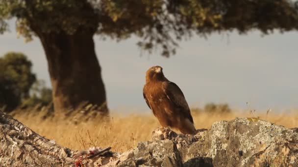 Dospělý Orel Tmavý Morf Ptáci Dravci Orli Aquila Pennata — Stock video