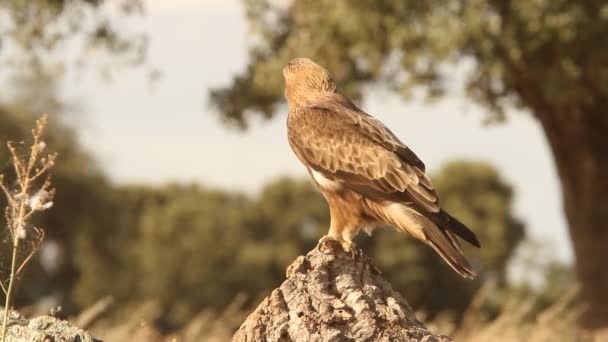 Adult Booted Eagle Dark Morph Birds Raptors Eagles Aquila Pennata — 图库视频影像