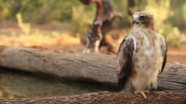 Adult Booted Eagle Phale Morph Birds Raptors Eagles Aquila Pennata — Stock Video