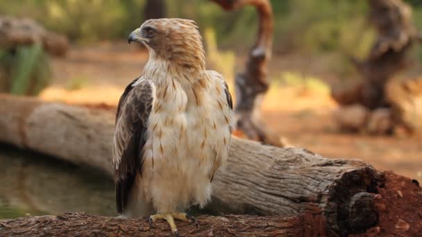 Adult Booted Eagle Phale Morph Birds Raptors Eagles Aquila Pennata — Stock Video