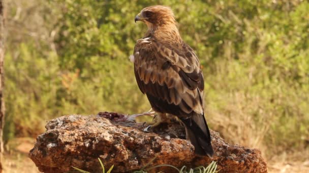 Adulto Booted Eagle Phale Morph Aves Raptors Águias Aquila Pennata — Vídeo de Stock
