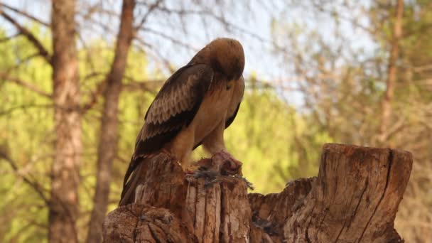 Jovem Booted Eagle Phale Morph Aves Raptors Águias Aquila Pennata — Vídeo de Stock
