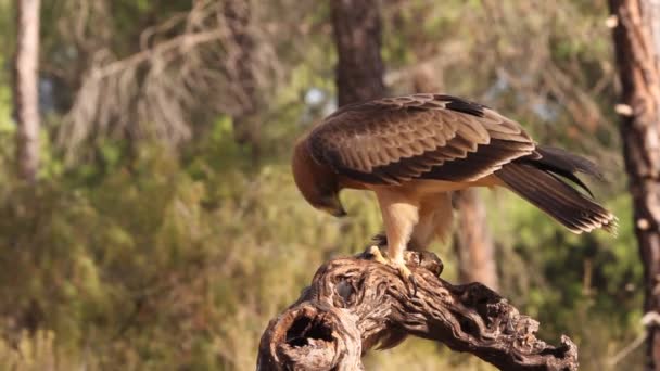 Young Booted Eagle Phale Morph Birds Raptors Eagles Aquila Pennata — Stock Video