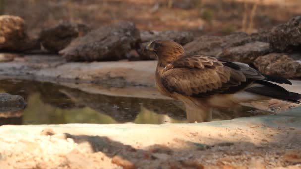Fiatal Booted Eagle Phale Morph Madarak Raptorok Sasok Aquila Pennata — Stock videók