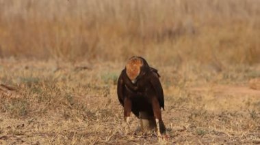 Western marsh harrier with the last lights of the afternoon, falcons, birds, hawk, Circus aeroginosus