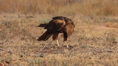 Western marsh harrier with the last lights of the afternoon, falcons, birds, hawk, Circus aeroginosus
