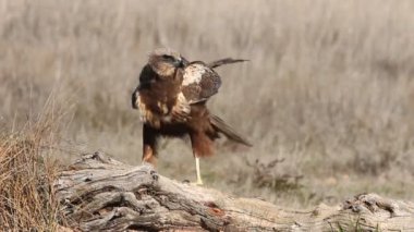 Western marsh harrier with the last lights of the afternoon, falcons, birds, hawk, Circus aeroginosus