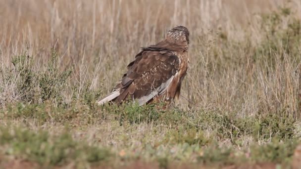 Zachodnie Bagna Harrier Ostatnimi Światłami Popołudnia Sokoły Ptaki Jastrząb Cyrk — Wideo stockowe