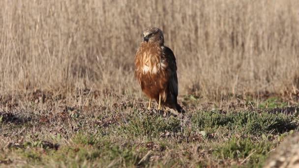 Western Marsh Harrier Last Lights Afternoon Falcons Birds Hawk Circus — Stockvideo