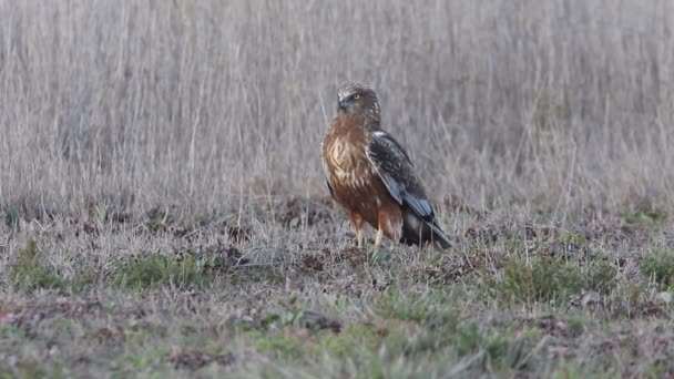 Western Marsh Harrier Last Lights Afternoon Falcons Birds Hawk Circus — 비디오