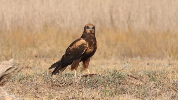 Zachodnie Bagna Harrier Ostatnimi Światłami Popołudnia Sokoły Ptaki Jastrząb Cyrk — Wideo stockowe