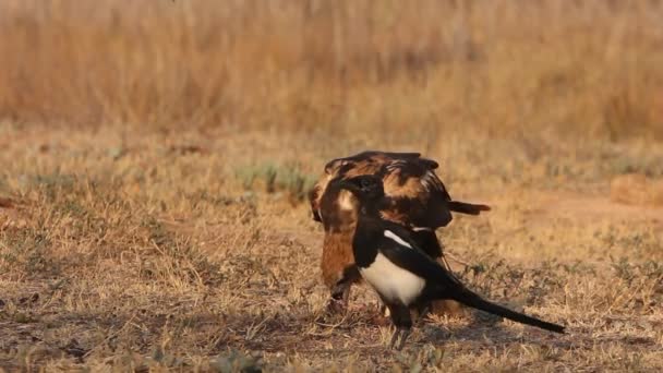 Western Marsh Harrier Last Lights Afternoon Falcons Birds Hawk Circus — Stock Video