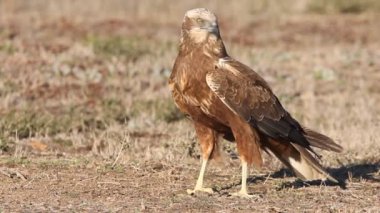 Western marsh harrier with the last lights of the afternoon, falcons, birds, hawk, Circus aeroginosus