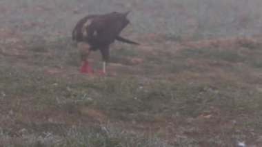 Western marsh harrier with the last lights of the afternoon, falcons, birds, hawk, Circus aeroginosus