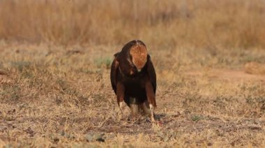 Western marsh harrier with the last lights of the afternoon, falcons, birds, hawk, Circus aeroginosus