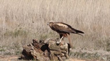 Western marsh harrier with the last lights of the afternoon, falcons, birds, hawk, Circus aeroginosus