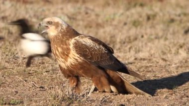Western marsh harrier with the last lights of the afternoon, falcons, birds, hawk, Circus aeroginosus