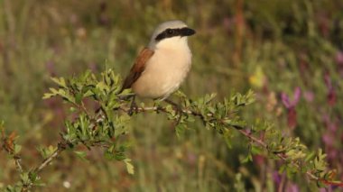 Kırmızı sırtlı Shrike, Lanius Collurio