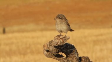 Bozkır örümcek kuşu, lanius meridionalis