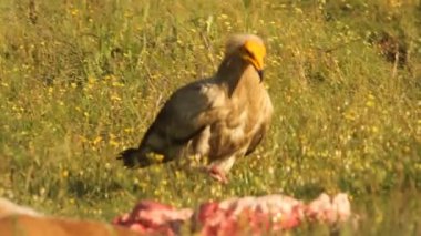 Mısırlı akbaba, leş yiyen, kuşlar, gün doğumu, Neophron percnopterus