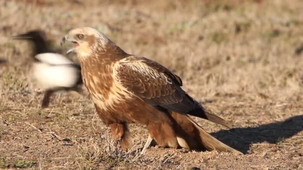 Zachodnie Bagna Harrier Ostatnimi Światłami Popołudnia Sokoły Ptaki Jastrząb Cyrk — Wideo stockowe