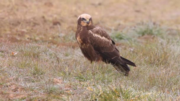 Western Marsh Harrier Last Lights Afternoon Falcons Birds Hawk Circus — ストック動画