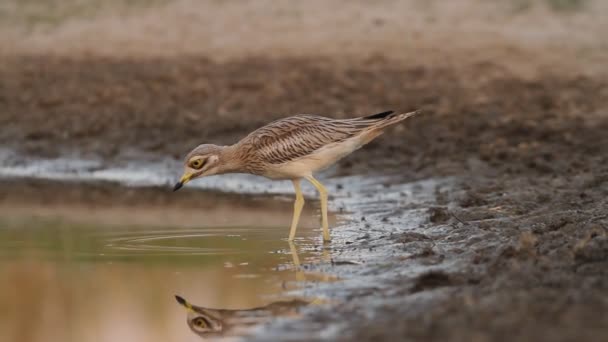 Young Stone Curlew Drinking Natural Pond Summer Last Lights Day — Stock Video