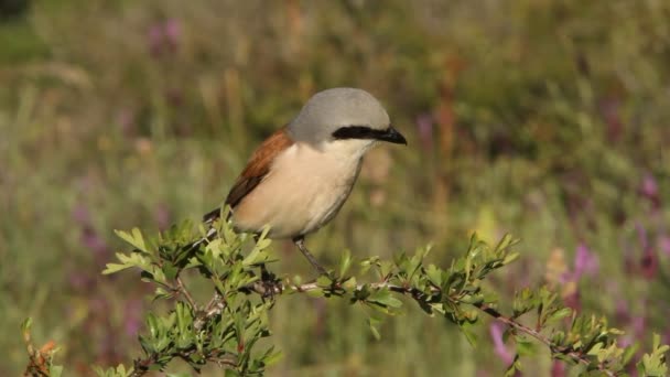 Neuntöter Lanius Collurio — Stockvideo